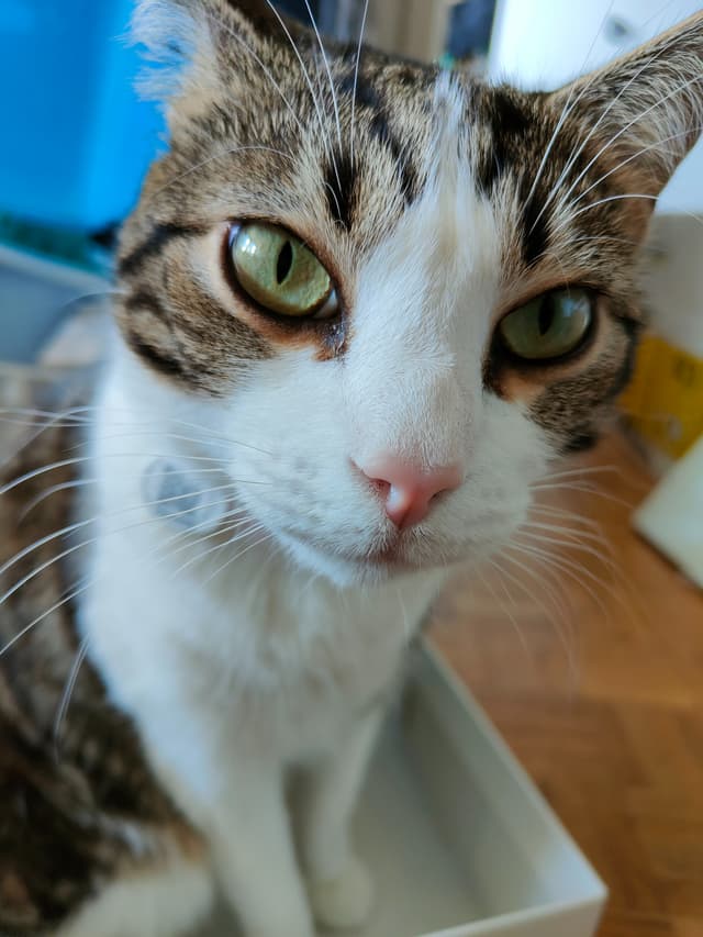 Le chat Sauron a aimé se prendre en selfie avec le OPPO Find X3 Neo