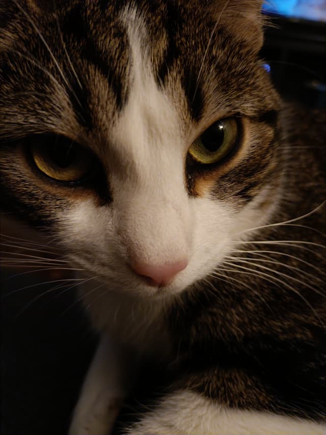 Quand ton chat se prend en selfie la nuit