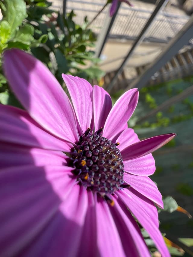El iPhone 13 Pro produce impresionantes fotos macro;  ¡Mira este nivel de detalle en el polen!