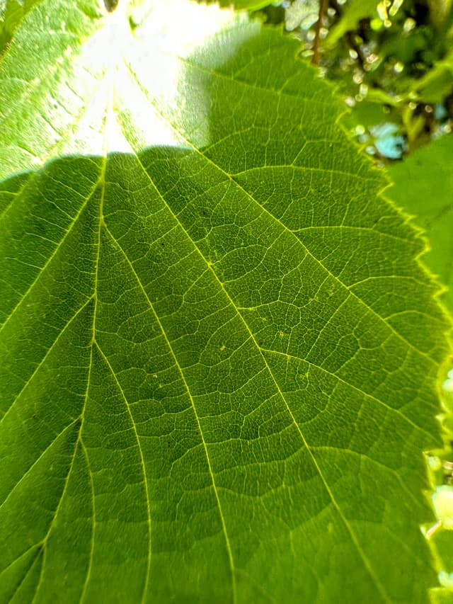 En plaçant l'iPhone 14 Pro tout près d'une feuille, il captera en mode macro toutes ses nervures.