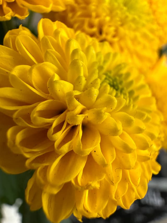 C’est même parfois trop... En mode macro l’objectif est capable de capter des éléments presque invisibles à l’œil nu, qui viennent gâcher la photo. C’est le comble, quand même.