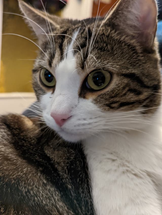 Quand le chat Sauron demande lui aussi à tester le mode Portrait du Google Pixel 6