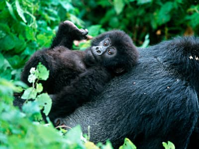 Netflix en direct : découvrez la vie de bébés animaux, trop mignons