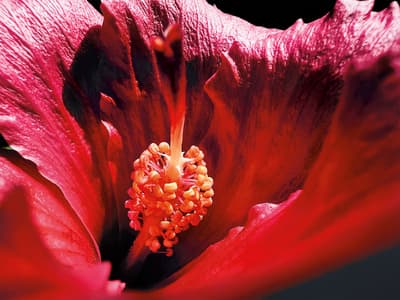 Apple dévoile les plus belles photos réalisées avec le mode macro de l’iPhone 13 Pro
