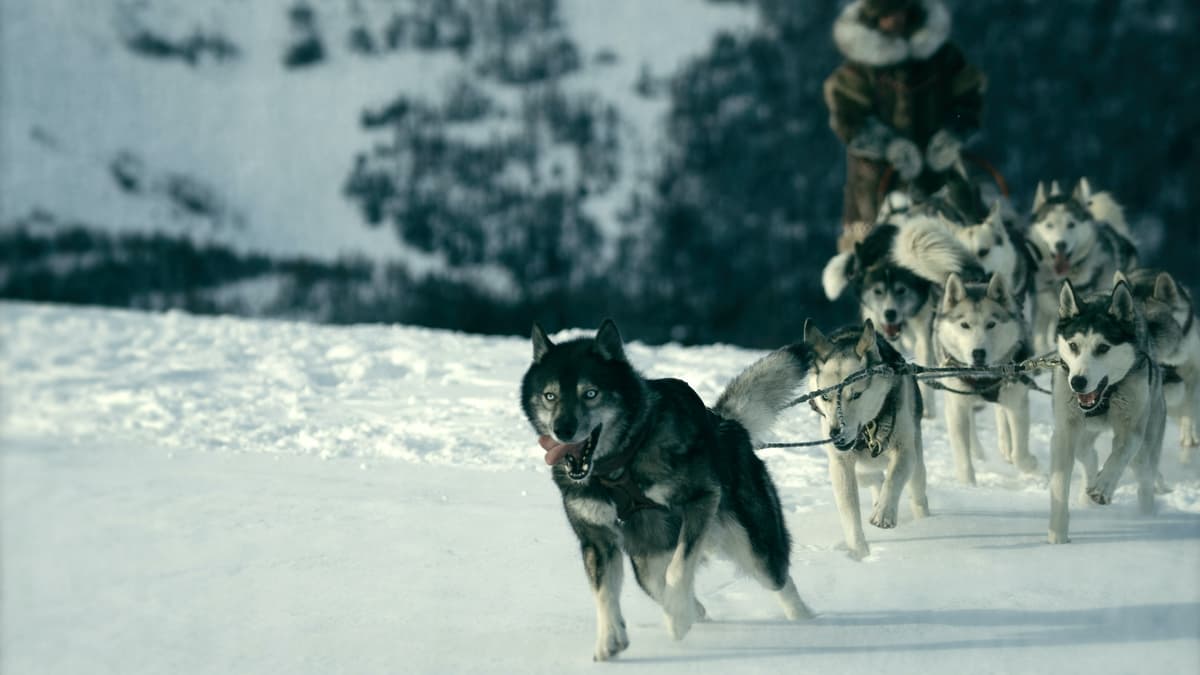 meme chien maléfique husky