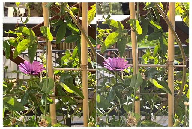 Encore une fois, nous avons pris ces photos à la même distance, cette fois avec un zoom numérique 5x. La qualité est quasiment égale, avec toutefois étonnement des contrastes plus marqués sur l’iPhone SE 3 (à gauche).