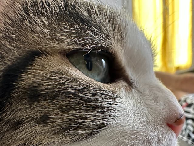 Les détails dans le pelage du chat sont incroyables en mode macro (et en regardant bien, on aperçoit le reflet de l'iPhone 14 Pro dans son œil). 