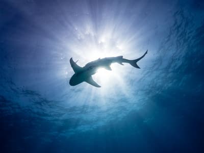 Journée mondiale des océans : 5 documentaires à (re)voir