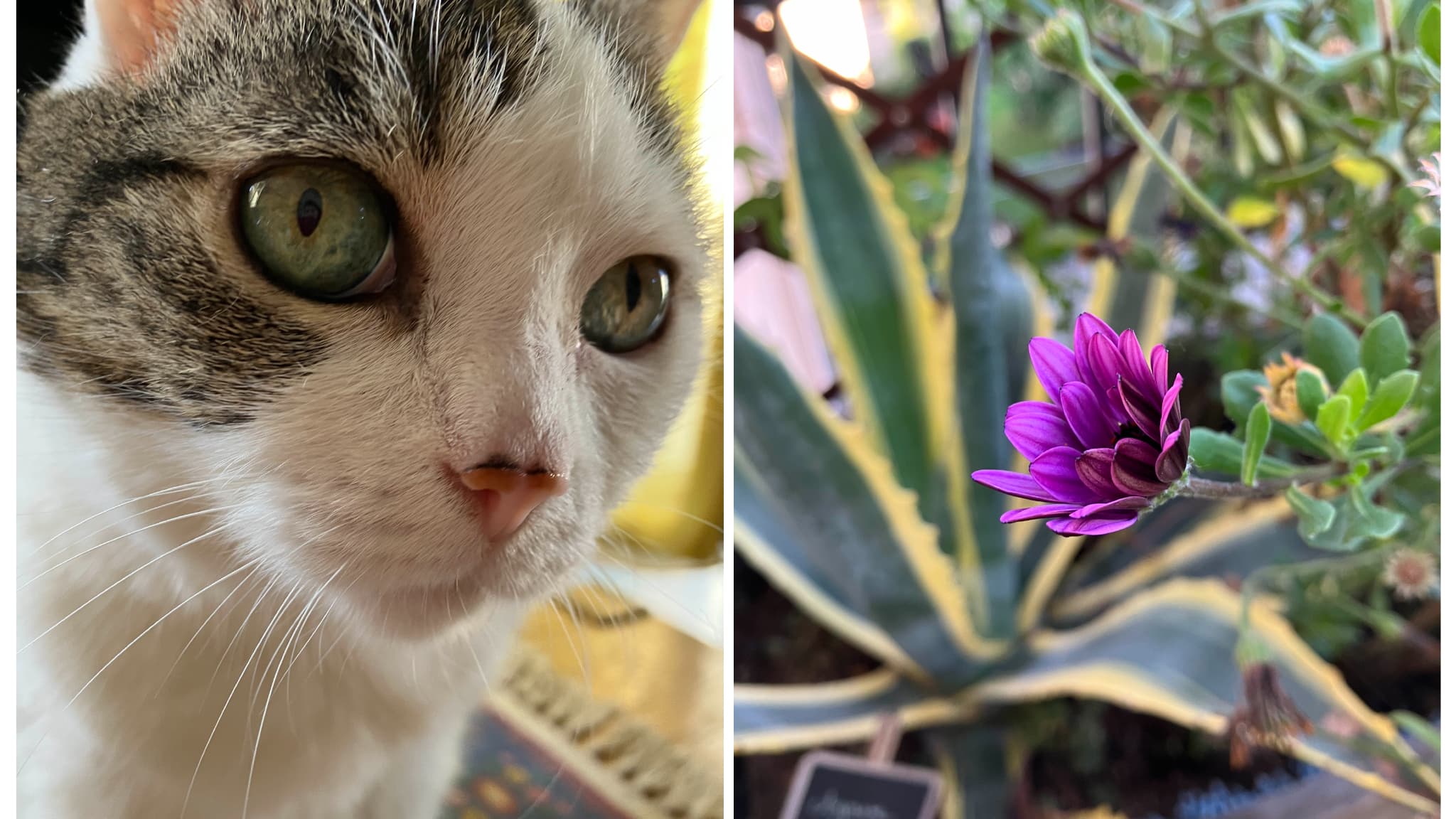 Le niveau de détail a quand même de quoi épater pour ce petit objectif ! Le niveau de détail a quand même de quoi épater pour ce petit objectif !