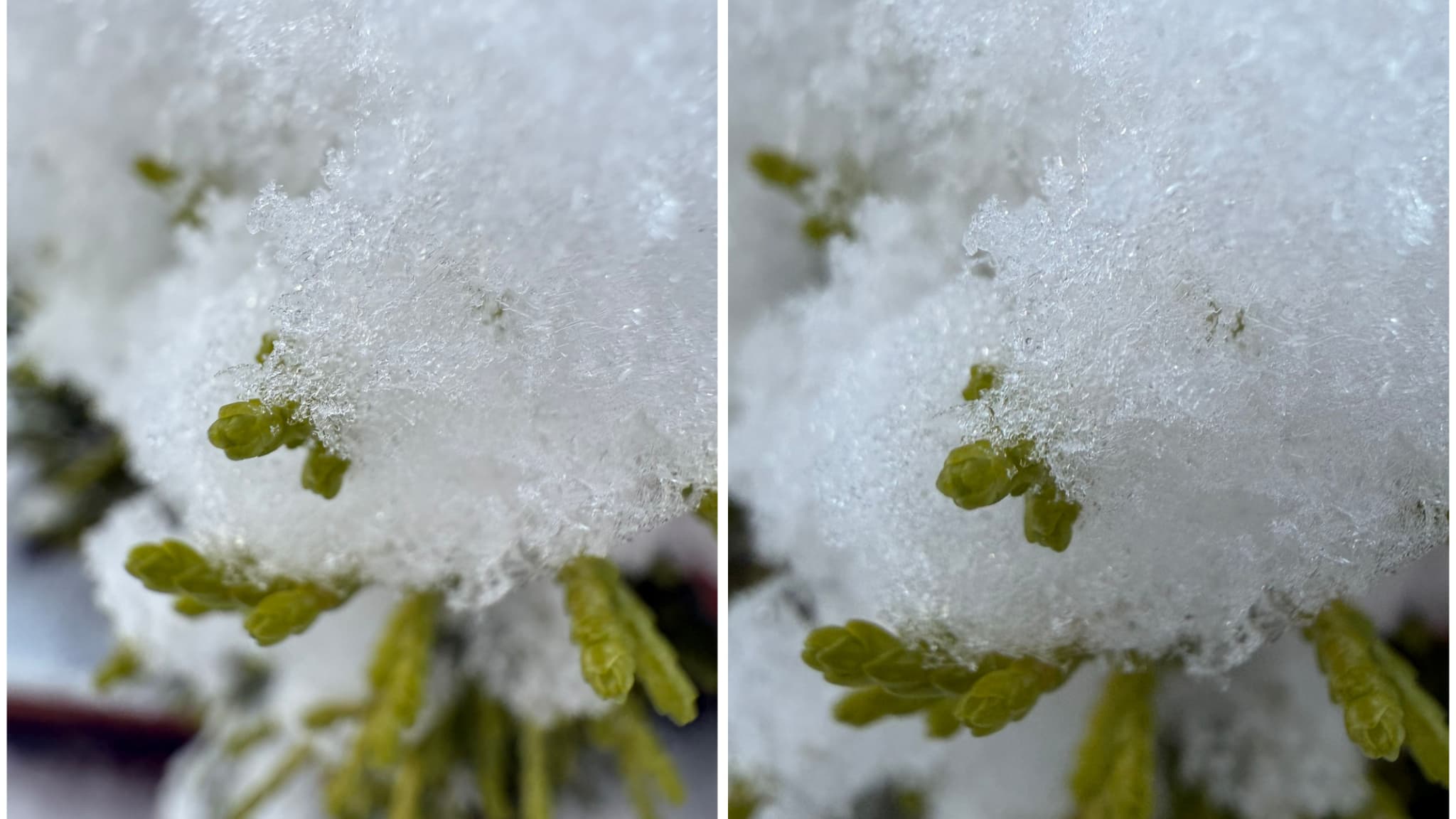 En macro, l’ultra grand-angle produit des photos parfaitement nettes, offrant des détails que l’on voit à peine à l’œil nu, aussi bien sur l’iPhone 16 Pro (à gauche) que sur l’iPhone 17 Pro (à droite).