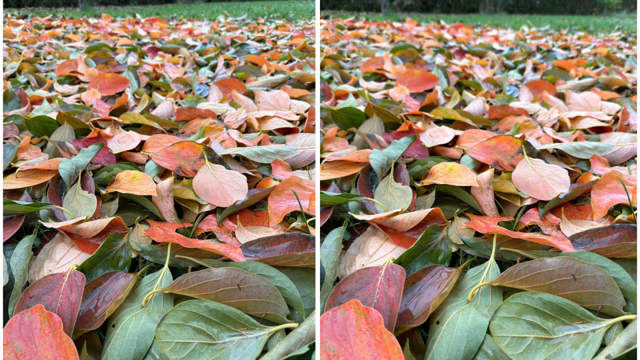 L’iPhone 16 Pro (à gauche) et l’iPhone 17 Pro (à droite) produisent tous deux des clichés parfaitement nets, détaillés, avec un excellent rendu des couleurs.