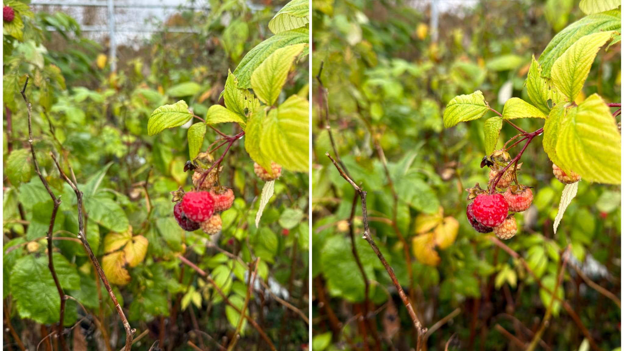 L’iPhone 17 Pro (à droite) fait bien la mise au point sur la framboise, là où l’iPhone 16 Pro (à gauche) s’est un peu perdu dans les feuilles.