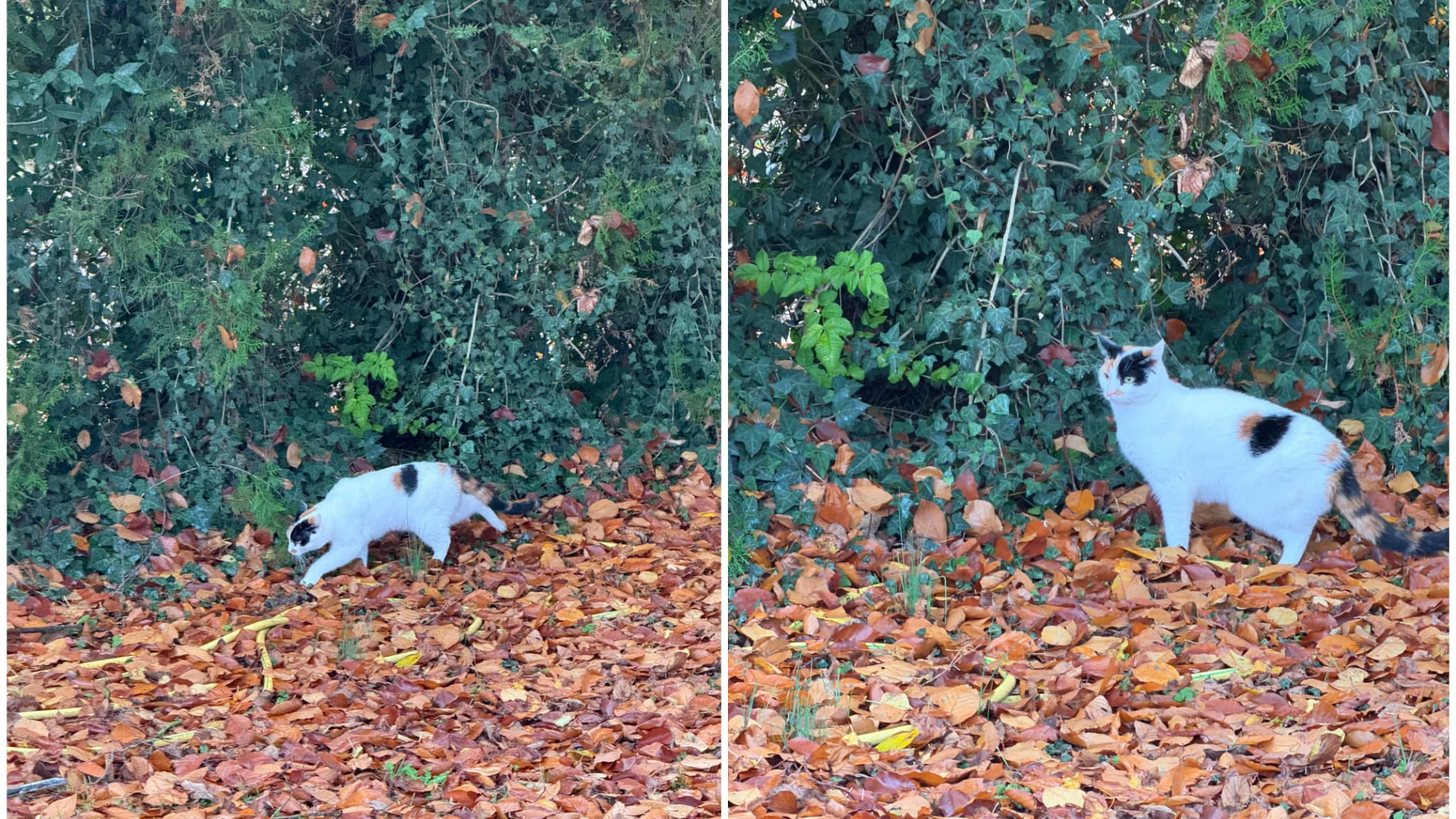 Le nouveau zoom x8 de l’iPhone 17 Pro (à droite) permet de "s’approcher" davantage des sujets, comme on peut le constater sur ces deux clichés pris à la même distance, mais en x5 sur l’iPhone 16 Pro (à gauche).