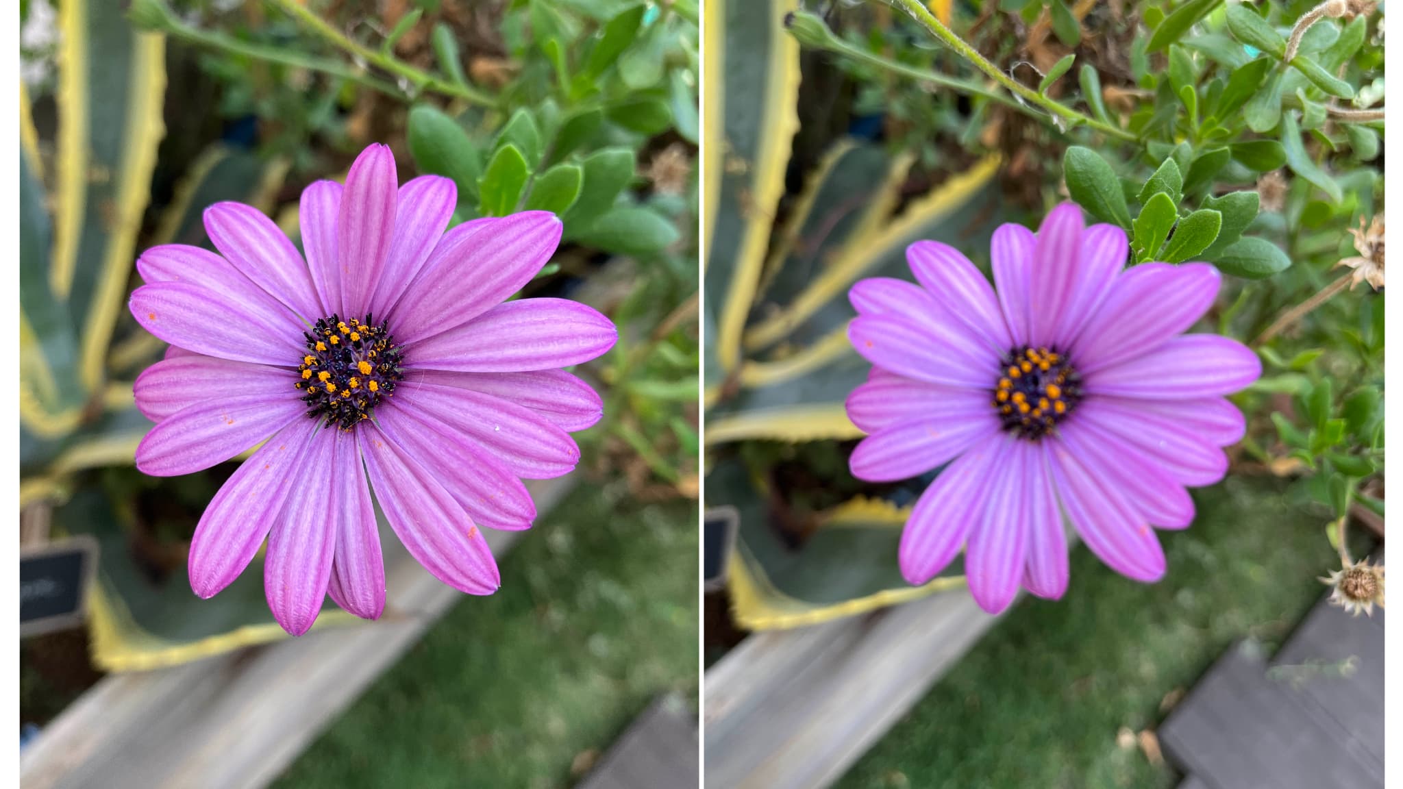 Grosse surprise en revanche, l’iPhone SE 3 se débrouille beaucoup mieux que l’iPhone 13 en macro ! À même distance, son capteur réalise une bonne mise au point (à gauche), alors que le fleuron d’Apple nécessiterait davantage de recul (à droite). Grosse surprise en revanche, l’iPhone SE 3 se débrouille beaucoup mieux que l’iPhone 13 en macro ! À même distance, son capteur réalise une bonne mise au point (à gauche), alors que le fleuron d’Apple nécessiterait davantage de recul (à droite).