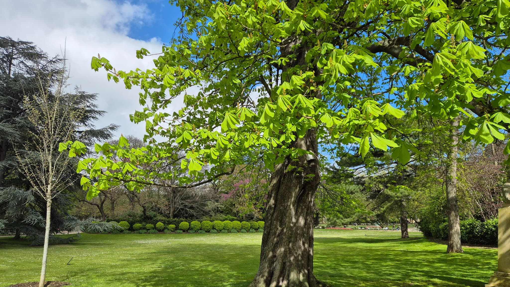 Après la pluie, le beau temps ! Le fleuron de Samsung capture à merveille cet arbre sous le soleil parisien, avec de belles couleurs vives et naturelles.