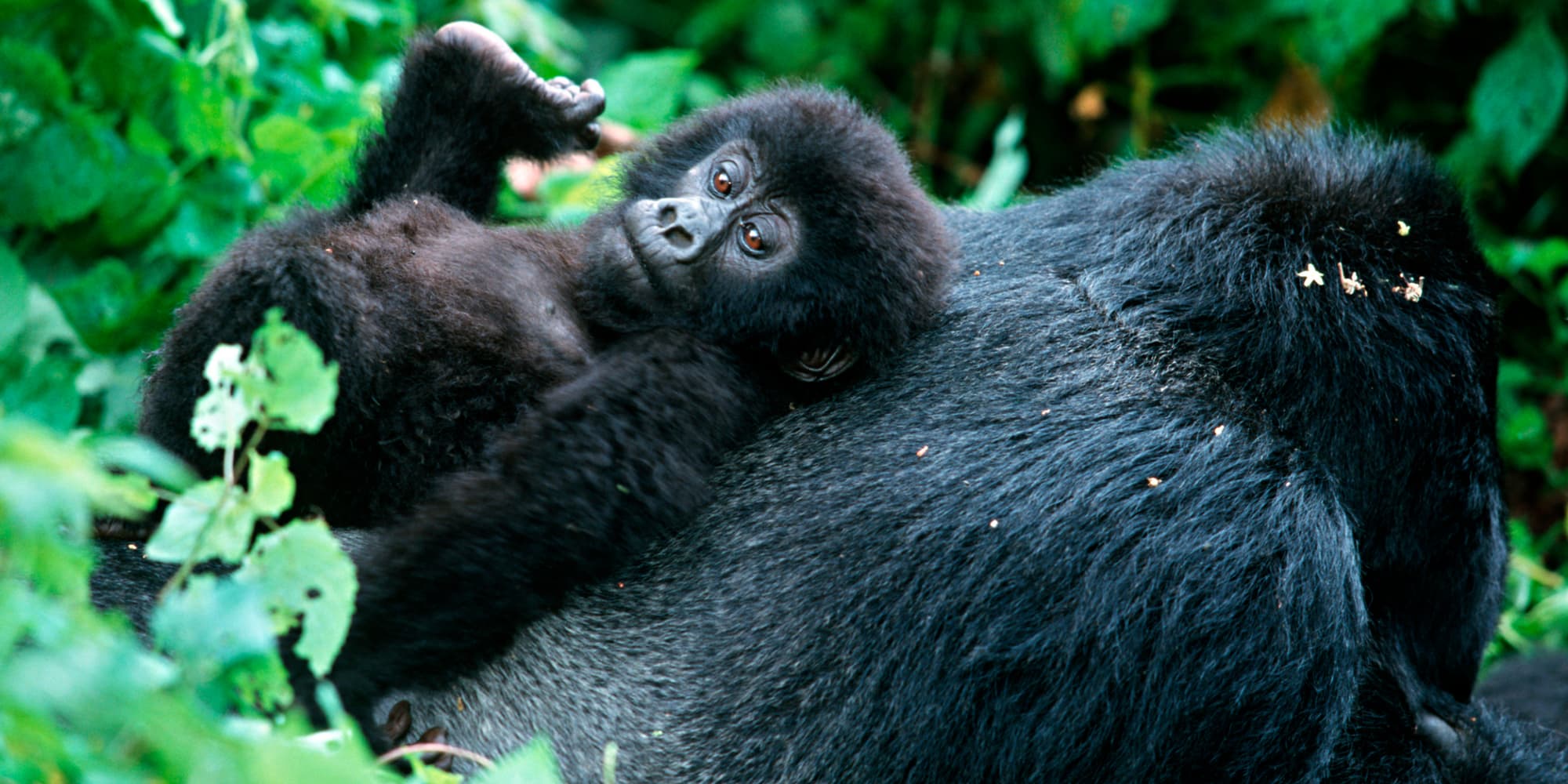 Les abonnés Netflix vont fondre devant les images de "Bébés animaux en direct"