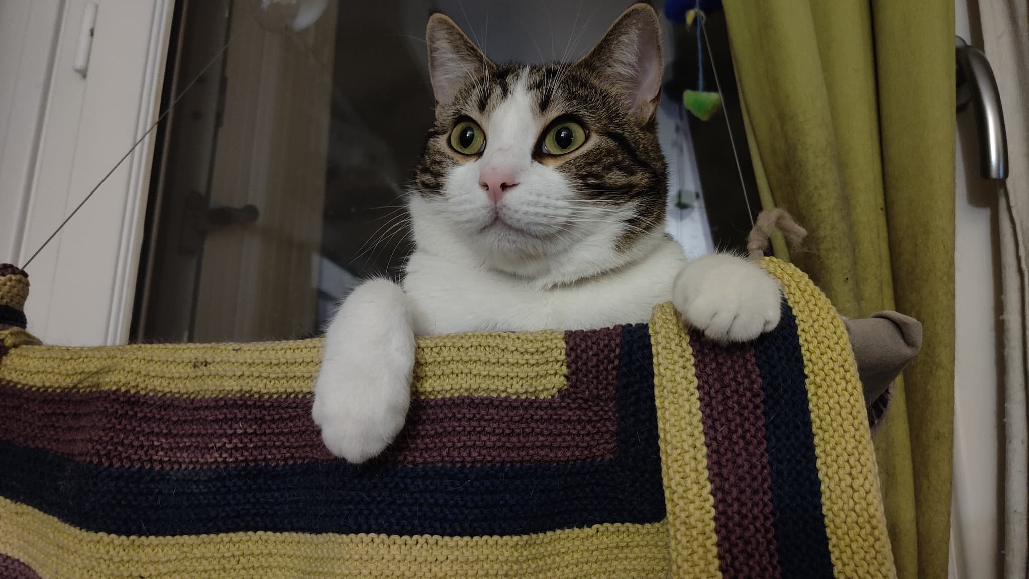 Sauron, le chat égérie de SFR Actus Sauron, le chat égérie de SFR Actus