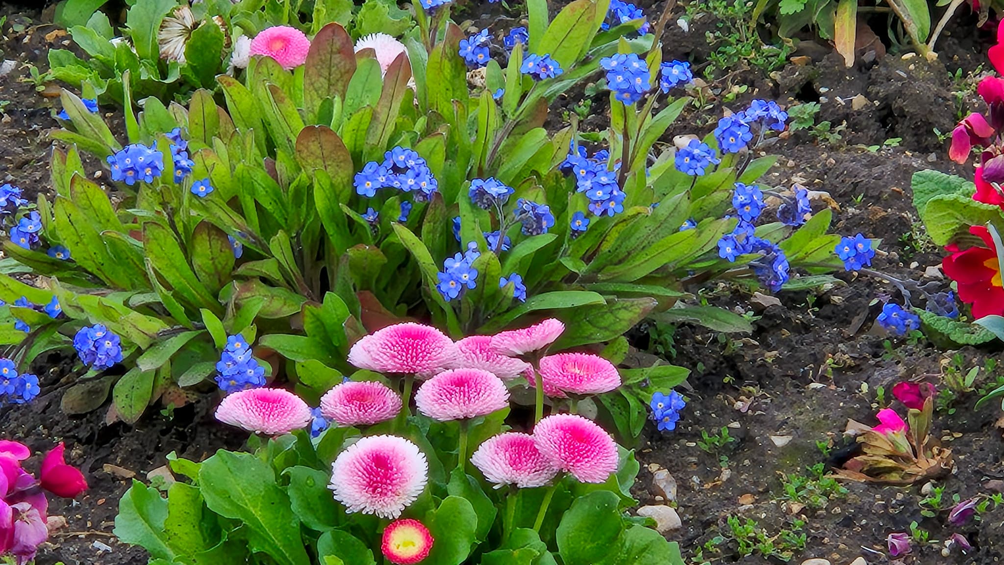 Malgré une légère averse et avec un ciel très gris, le Galaxy S24 capte parfaitement les couleurs de ces fleurs. 