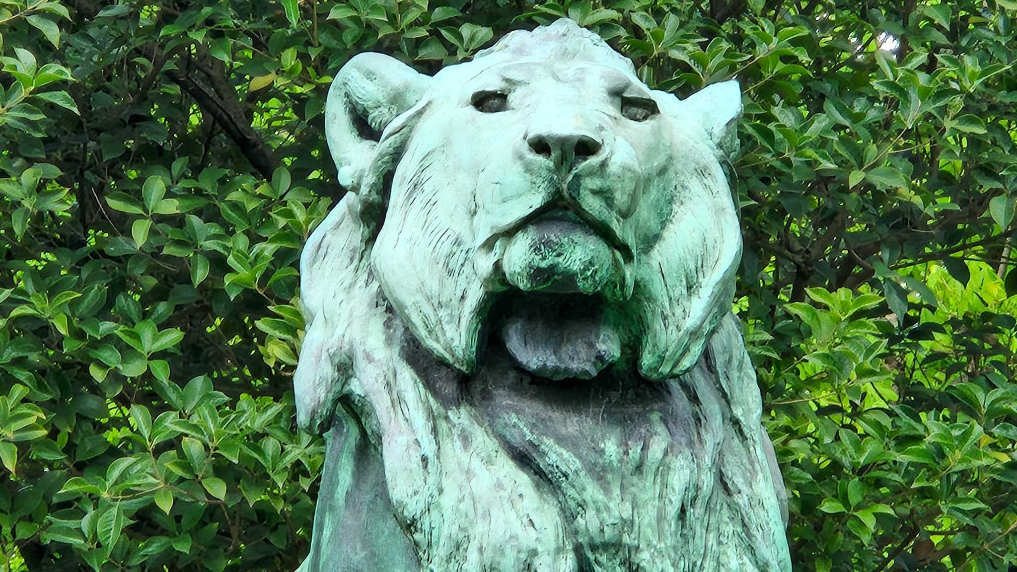 Puis, en passant au x10, nous pouvons réellement repérer tous les détails et effets du temps sur le visage du lion.