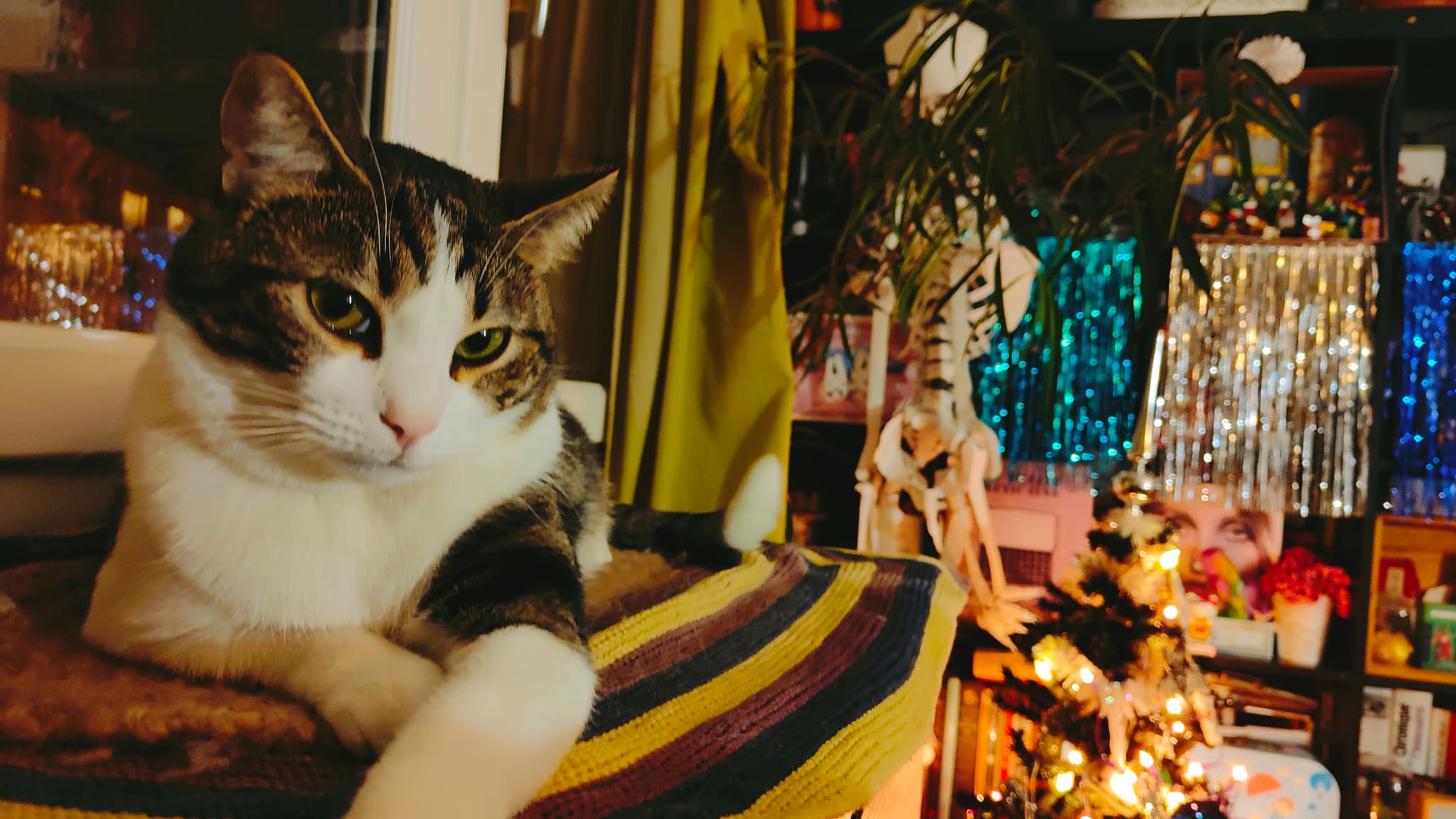 Le chat Sauron a visiblement adoré faire des selfies avec le OPPO Find X3 Pro Le chat Sauron a visiblement adoré faire des selfies avec le OPPO Find X3 Pro