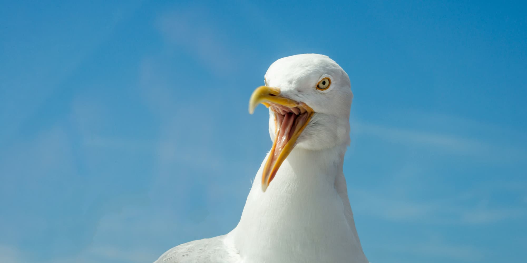 À cause de mouettes ayant choisi des antennes-relais pour y faire leurs nids, les habitants d’un village anglais sont privés de 4G depuis plusieurs semaines.