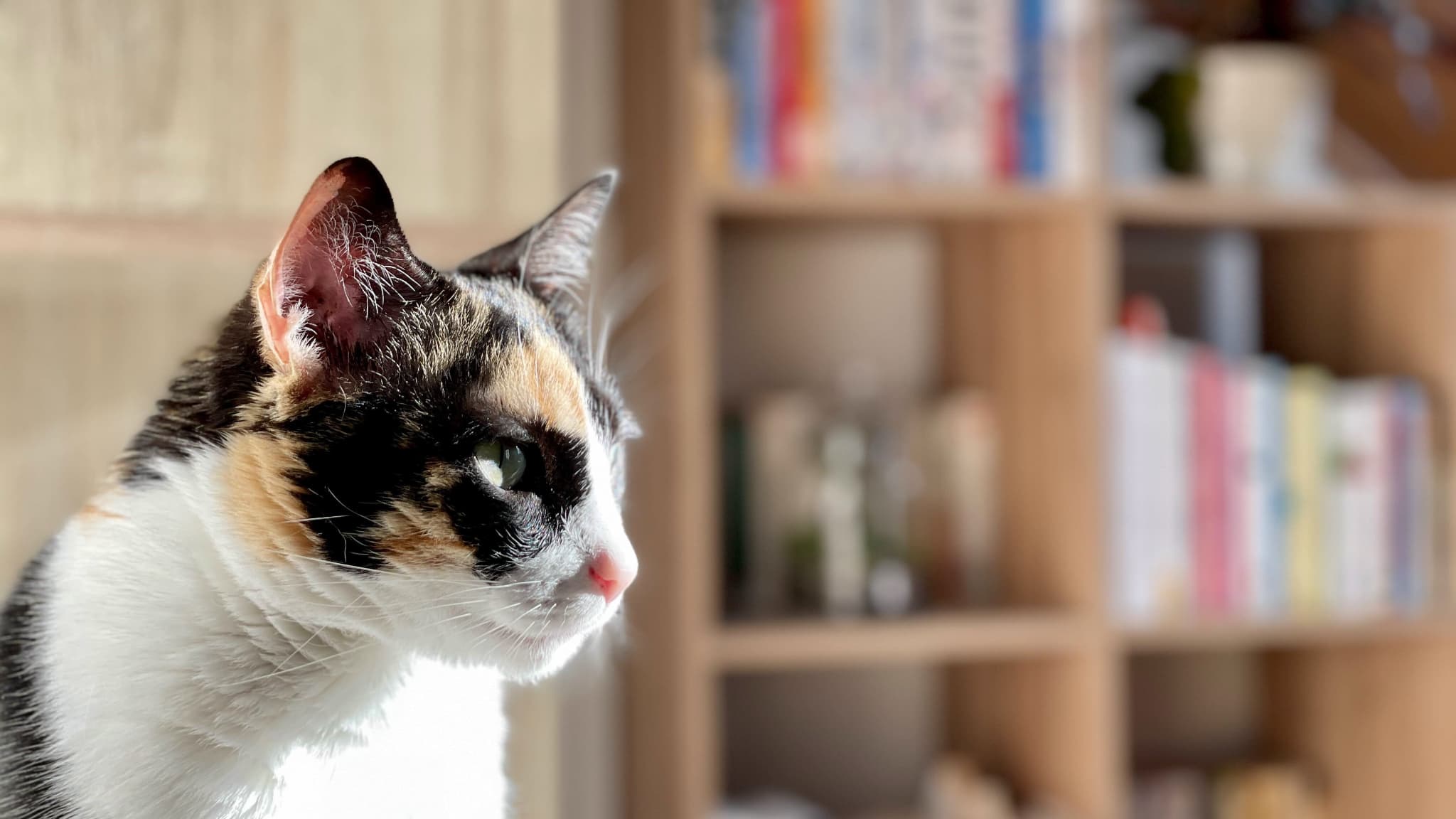 En mode Portrait, un effet Bokeh automatique. En mode Portrait, un effet Bokeh automatique.