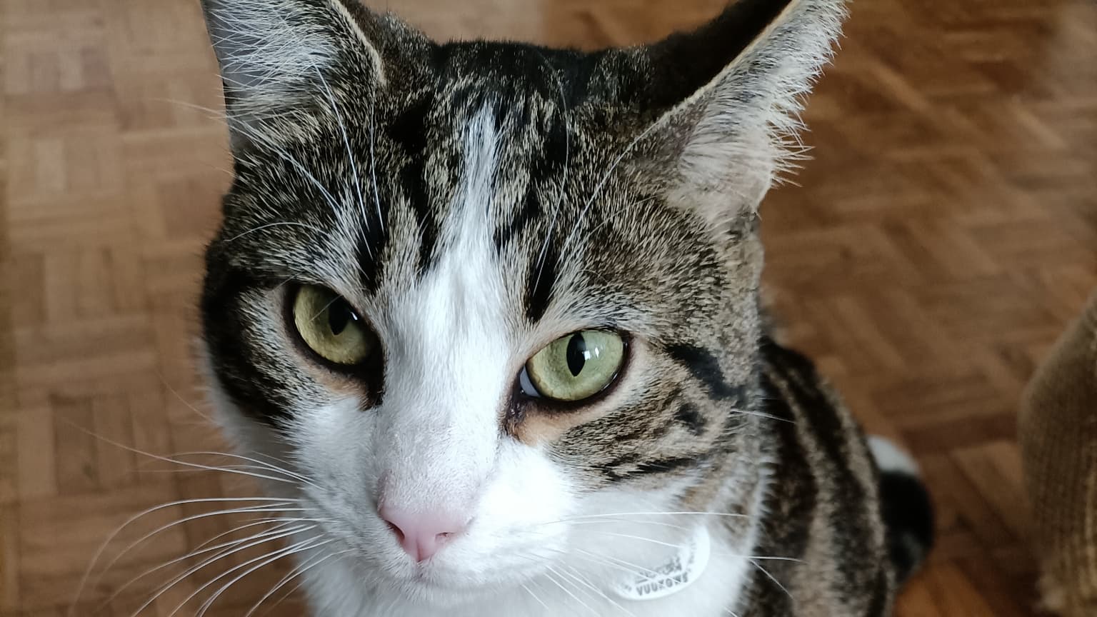L'OPPO Reno4 Z reconnaît les sujets dans le cadre, comme les chats L'OPPO Reno4 Z reconnaît les sujets dans le cadre, comme les chats