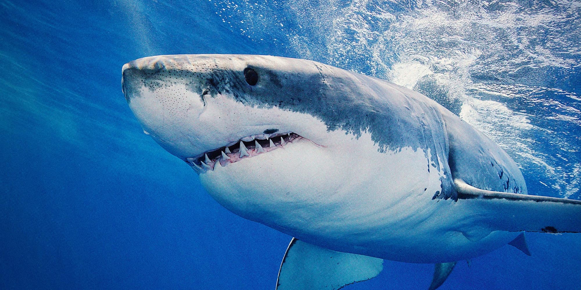 Amateurs de sensations fortes, rendez-vous sur Discovery Channel pour la Shark Week.