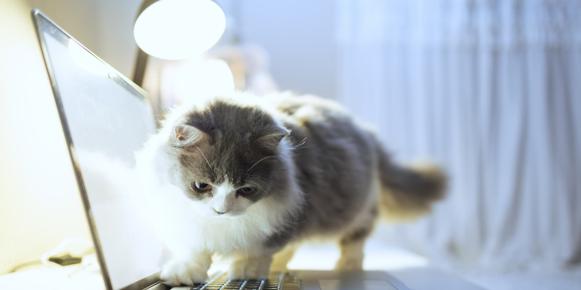 À cause d'un chat un peu trop intrigué par un clavier d'ordinateur, de nombreux serveurs gouvernementaux ont été supprimés.