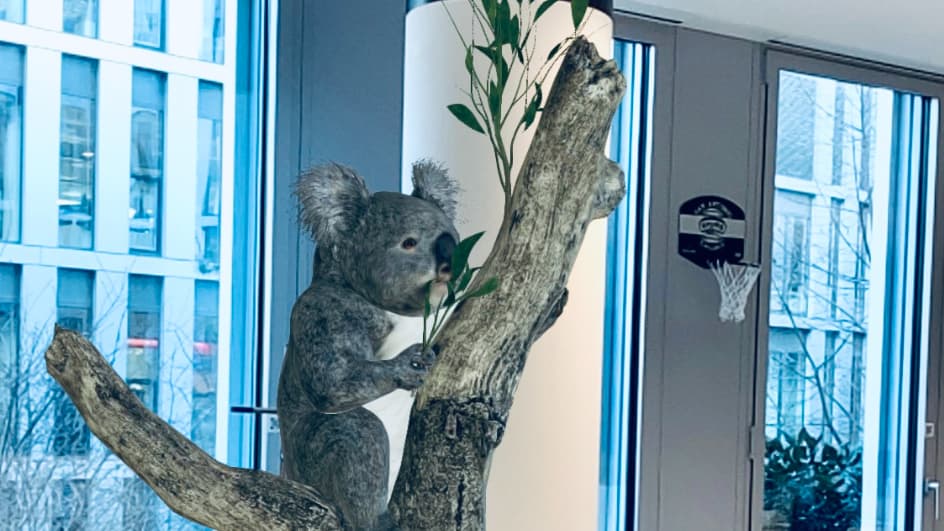 Non, la rédaction de SFR Actus n'a pas adopté un koala : il s'agit d'une expérience AR proposée par le moteur de recherche Google (tapez "koala" depuis votre smartphone, vous verrez !)