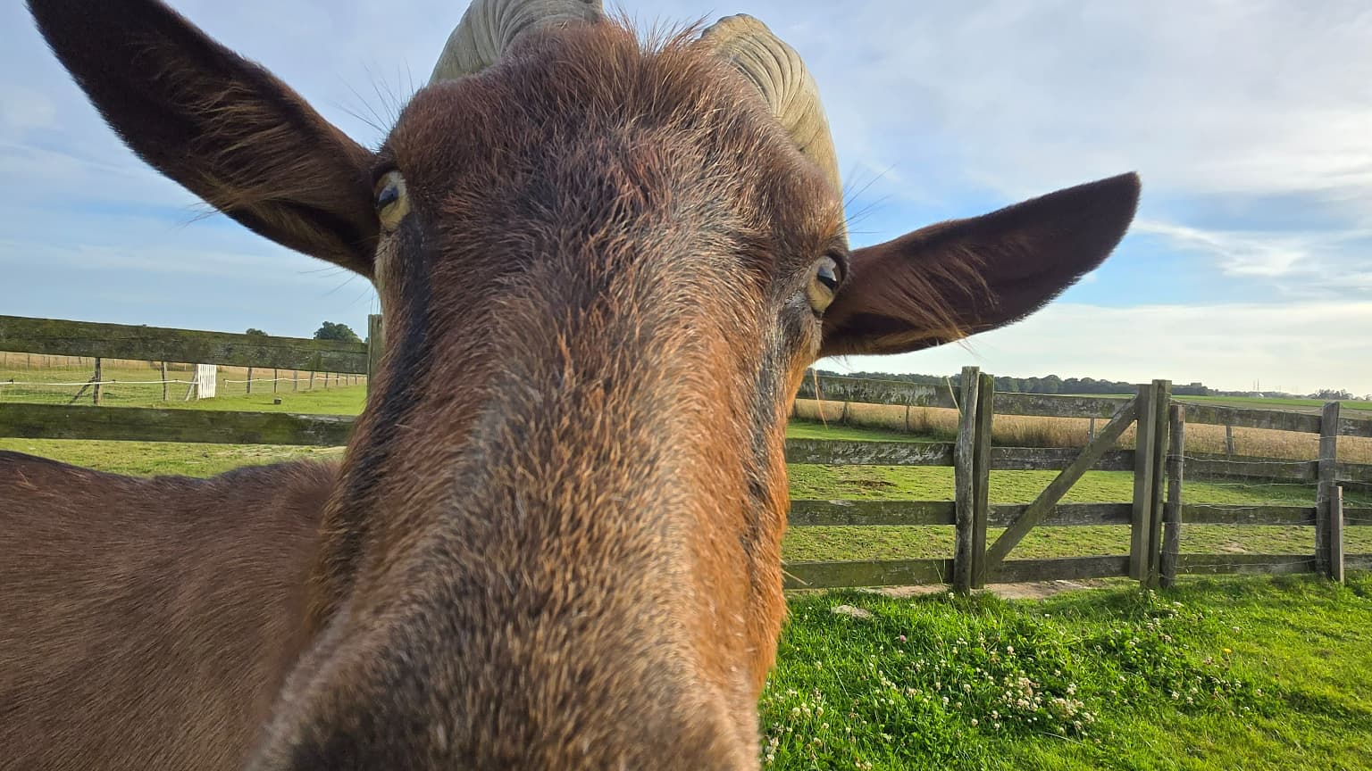 Les photos en grand-angle sont elles aussi très nettes et mettent très bien en valeur Billy. Les photos en grand-angle sont elles aussi très nettes et mettent très bien en valeur Billy.