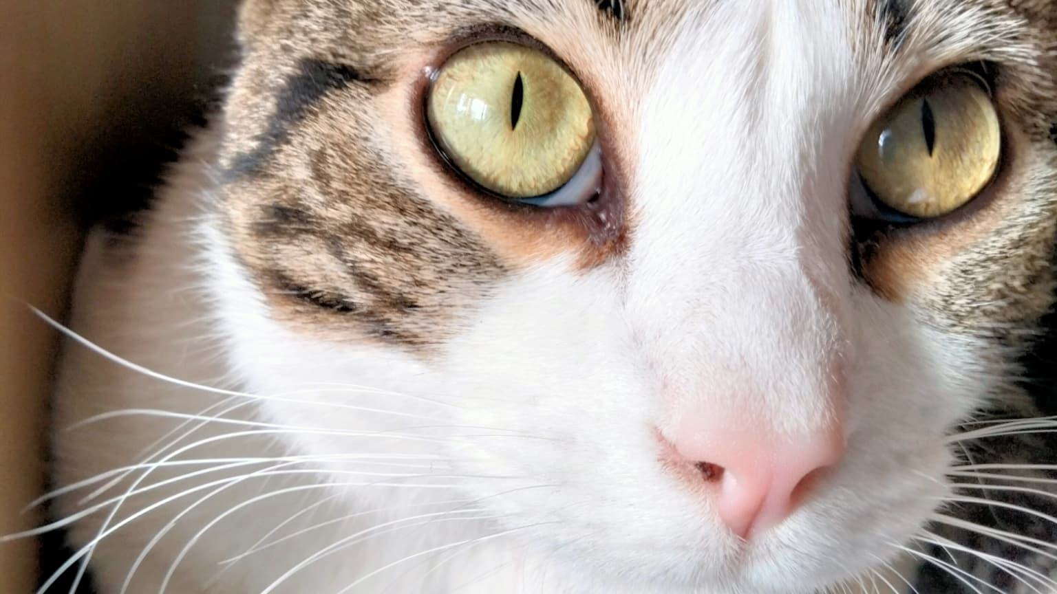 Le chat Sauron a testé les selfies, et s'est montré satisfait du résultat, à condition de ne pas utiliser le mode Portrait Le chat Sauron a testé les selfies, et s'est montré satisfait du résultat, à condition de ne pas utiliser le mode Portrait