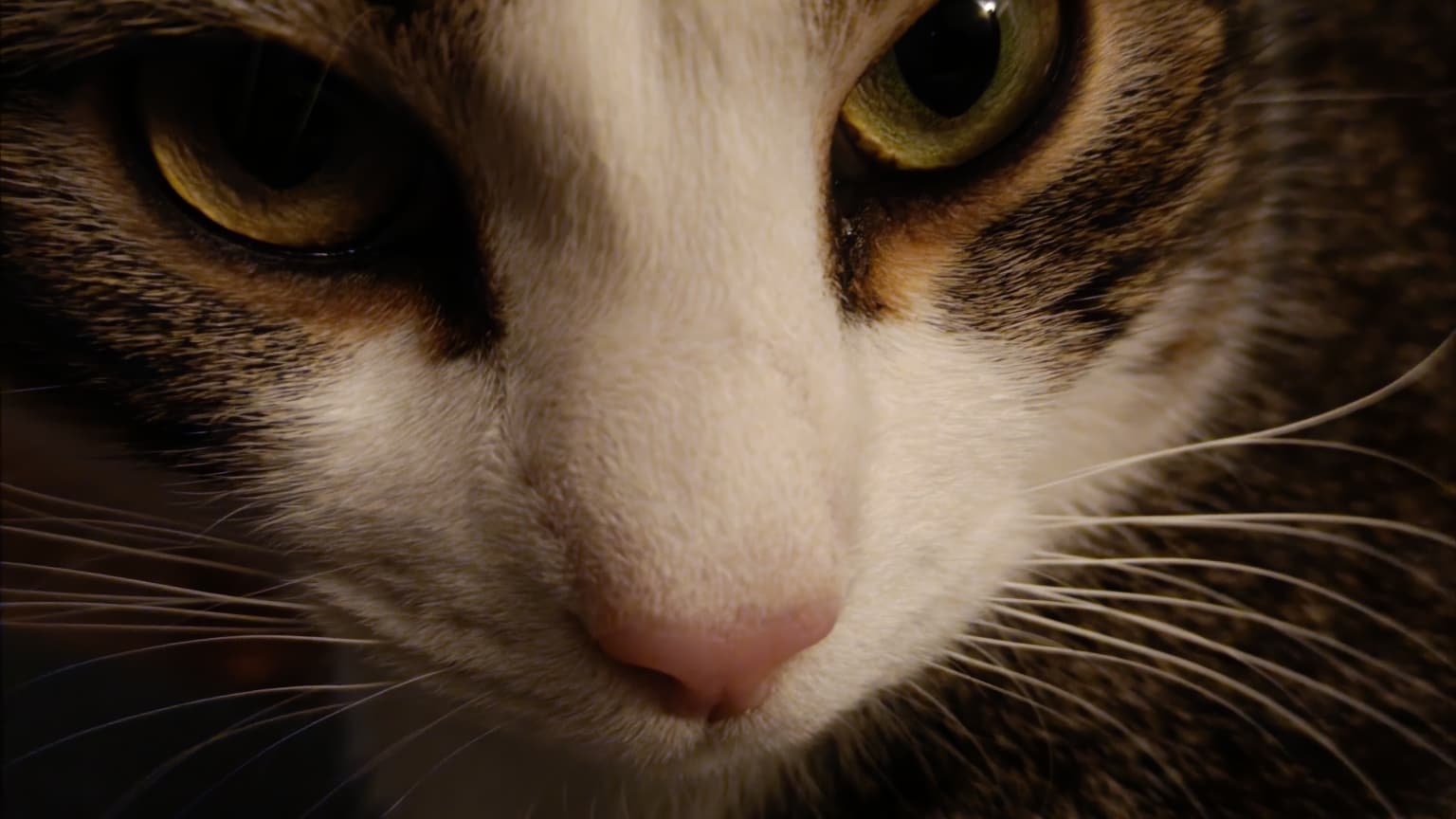 Quand ton chat se prend en selfie la nuit Quand ton chat se prend en selfie la nuit