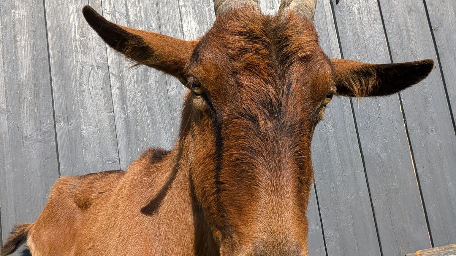 La caméra frontale du Pixel 8a, de 13 Mpx, révèle toute la beauté de Billy dans ce selfie. La caméra frontale du Pixel 8a, de 13 Mpx, révèle toute la beauté de Billy dans ce selfie.