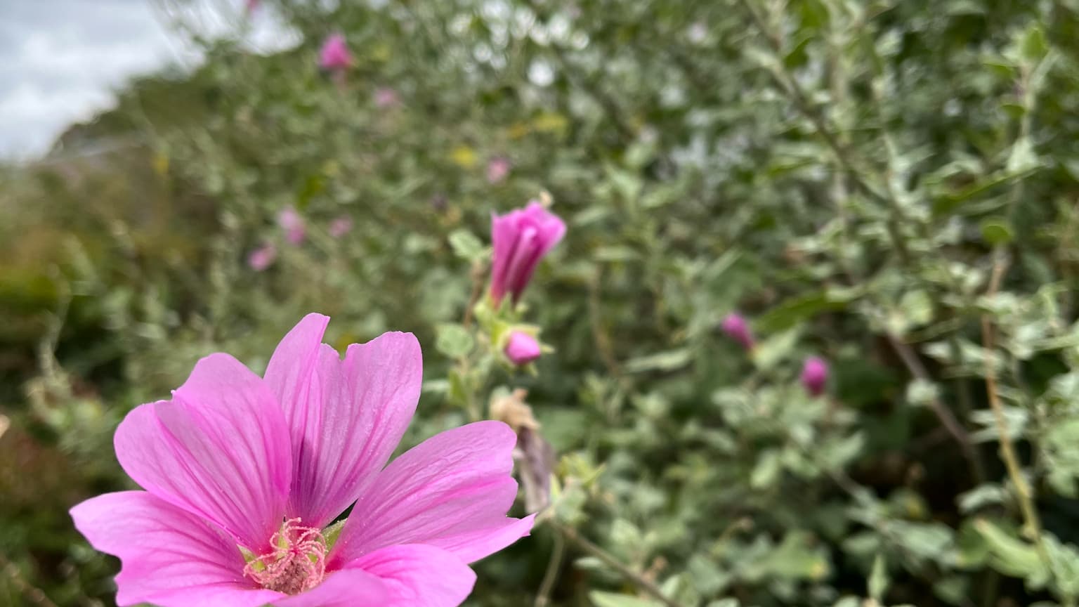 Capturer des leurs ou des plantes est un jeu d'enfant avec l'incroyable réactivité de l'iPhone 13 Capturer des leurs ou des plantes est un jeu d'enfant avec l'incroyable réactivité de l'iPhone 13