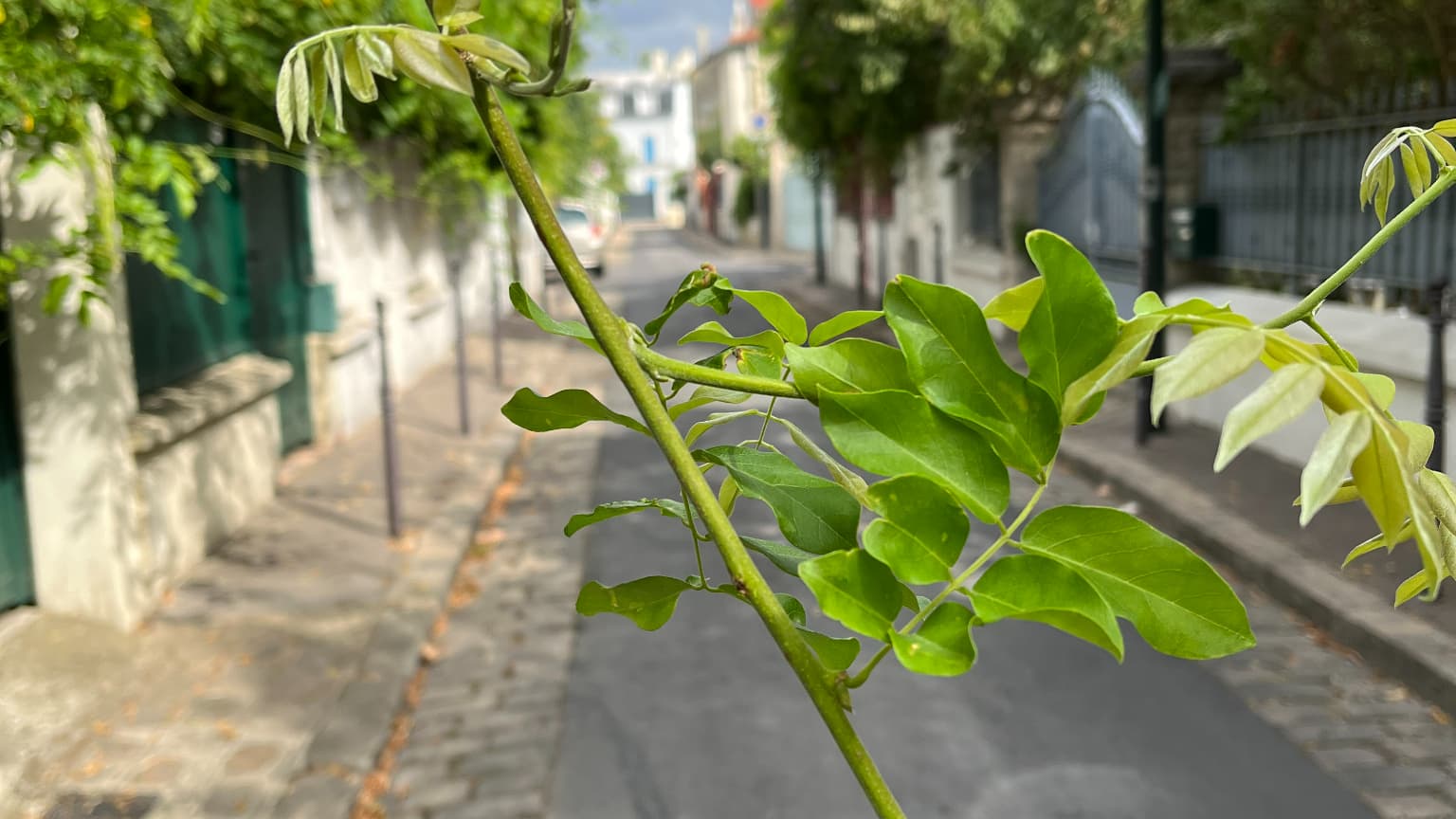 Le flou artistique sur la photo met en avant le sujet au premier plan, le mode macro est donc un peu exigeant pour le cadre Le flou artistique sur la photo met en avant le sujet au premier plan, le mode macro est donc un peu exigeant pour le cadre