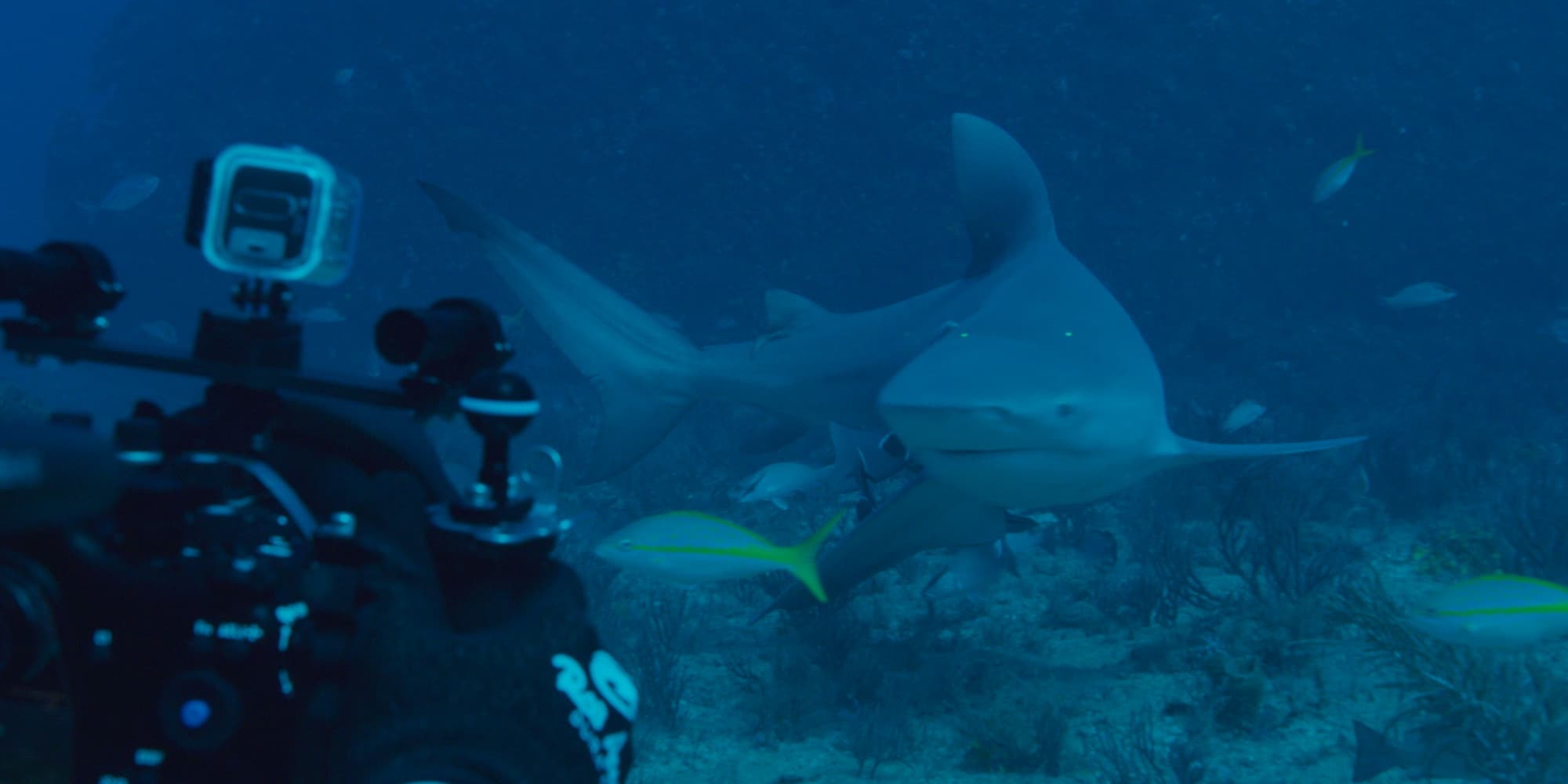 À l'occasion du Shark Festival de Disney+, découvrez le documentaire "Sur les traces de Big Bull".