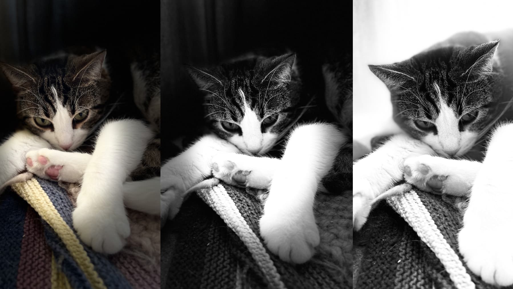Le chat Sauron pris en mode Portait avec l'iPhone 13, en Éclairage de scène, Éclairage de scène mono, et Éclairage high-key mono Le chat Sauron pris en mode Portait avec l'iPhone 13, en Éclairage de scène, Éclairage de scène mono, et Éclairage high-key mono