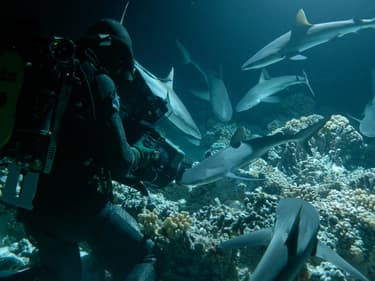 Insolite : une équipe de Netflix attaquée par des requins lors d'un tournage