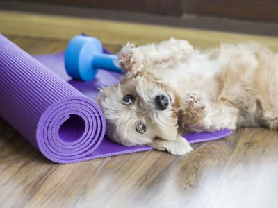 Avec quels animaux peut-on faire du yoga ?