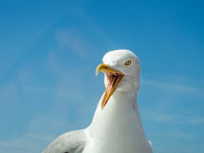 Insolite : quand les mouettes coupent la 4G