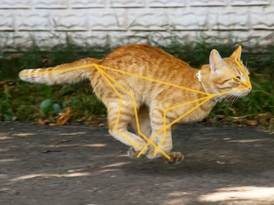 Animaux de compagnie : comment l'iPhone vous aidera à veiller sur eux