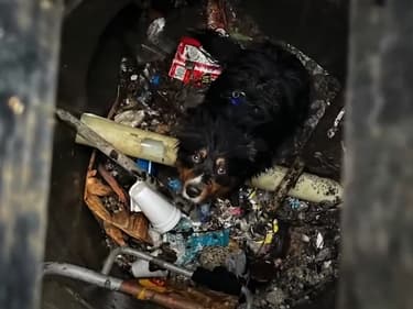 Insolite : l'AirTag sauve un chien de la noyade