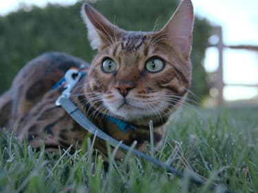 Journée internationale du chat : 5 programmes félins à (re)voir