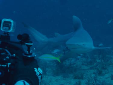 Shark Week : les requins sont à l’honneur sur Discovery Channel et Disney+