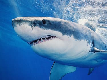 Shark Week : un été mordu de requins sur Discovery Channel