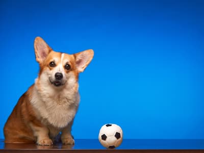 Ligue des Champions : un chien pronostique le grand gagnant de cette édition