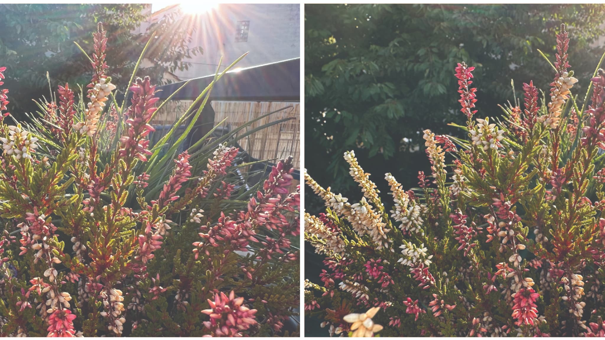 À gauche : photo prise avec l'iPhone 13 Pro. À droite : photo prise avec l'iPhone 14 Pro. Il faut certes regarder de près, mais cette dernière offre plus de détails et des couleurs mieux restituées. À gauche : photo prise avec l'iPhone 13 Pro. À droite : photo prise avec l'iPhone 14 Pro. Il faut certes regarder de près, mais cette dernière offre plus de détails et des couleurs mieux restituées.