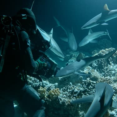 Insolite : une équipe de Netflix attaquée par des requins lors d'un tournage
