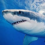 Shark Week : un été mordu de requins sur Discovery Channel